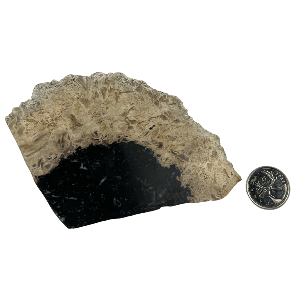 Fossil Palm Root Slice - 3.25-6.25 inch
