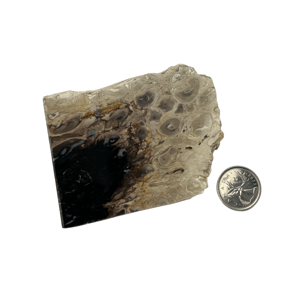 Fossil Palm Root Slice - 3.25-6.25 inch