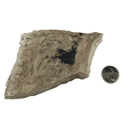 Fossil Palm Root Slice - 3.25-6.25 inch