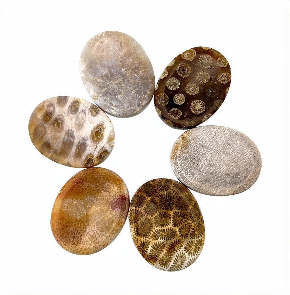 Fossil Coral Worry Stone - 2 inch