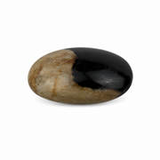 Petrified Wood Palm Stone - 2.5-3.0 inch