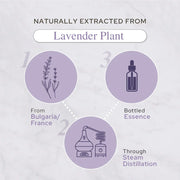 Plant of Life Tea Tree Essential Oil (120 ml)