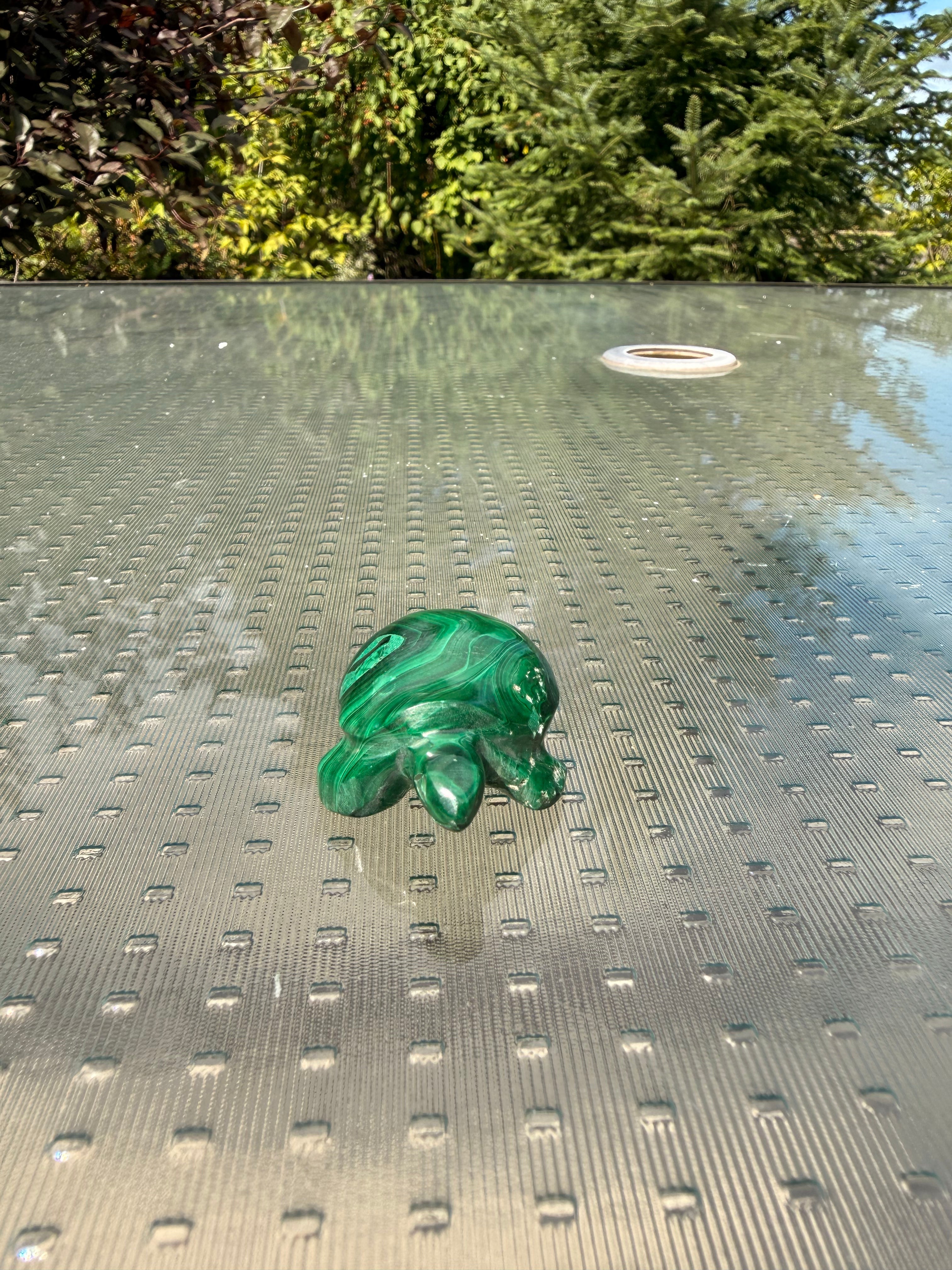 Malachite Turtle