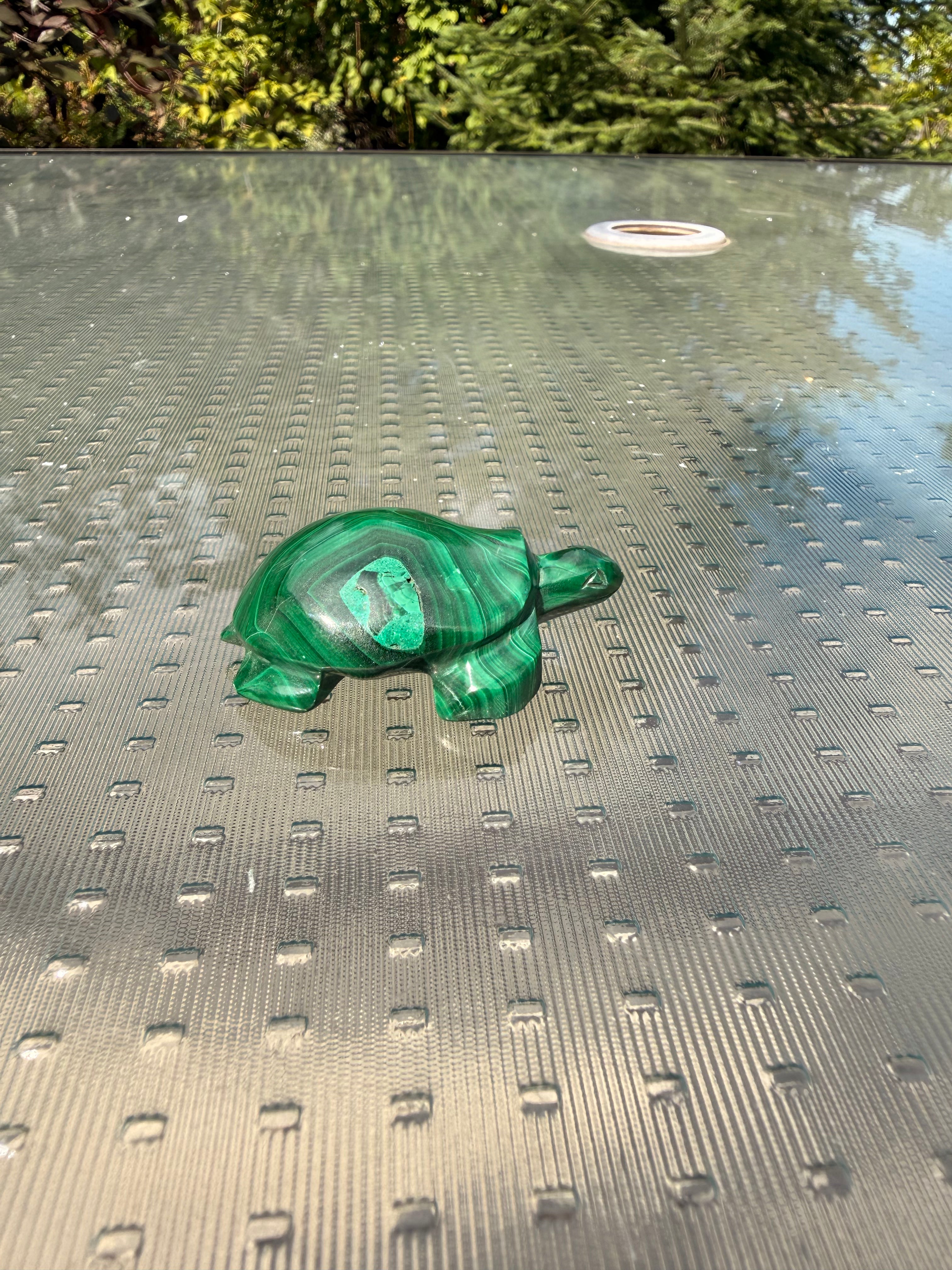 Malachite Turtle