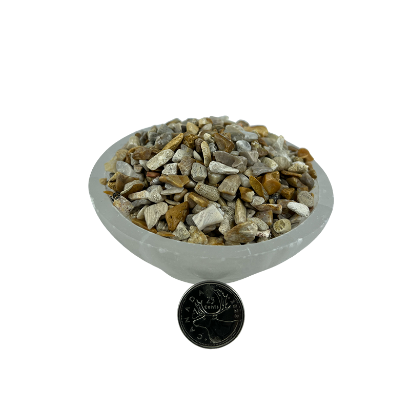 Fossil Coral Tumbled Chips - 5-15 mm