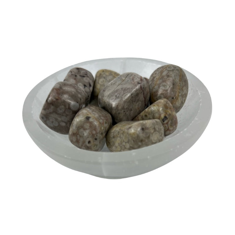 White Leopard Skin Jasper Tumbled Stone - 20-35 mm