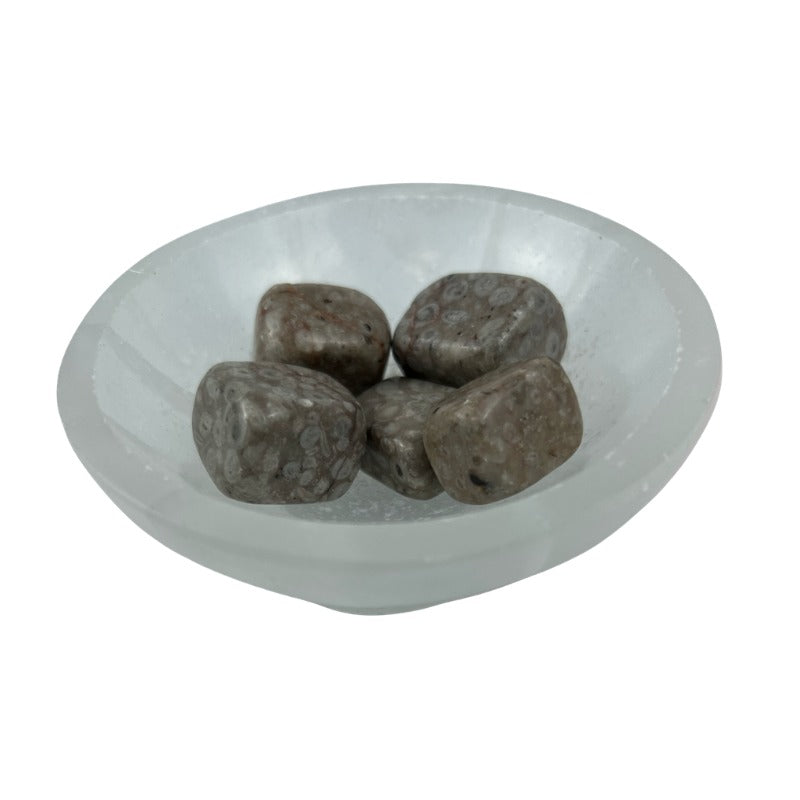 White Leopard Skin Jasper Tumbled Stone - 20-35 mm