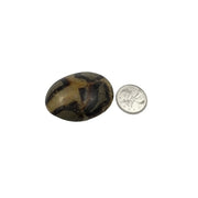 Septarian Palm Stone - 1.75-2.25 inch