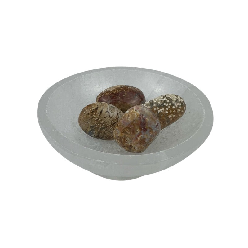 Palm Root Fossil Tumbled Stone - 20-35 mm