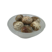 Palm Root Fossil Tumbled Stone - 20-35 mm
