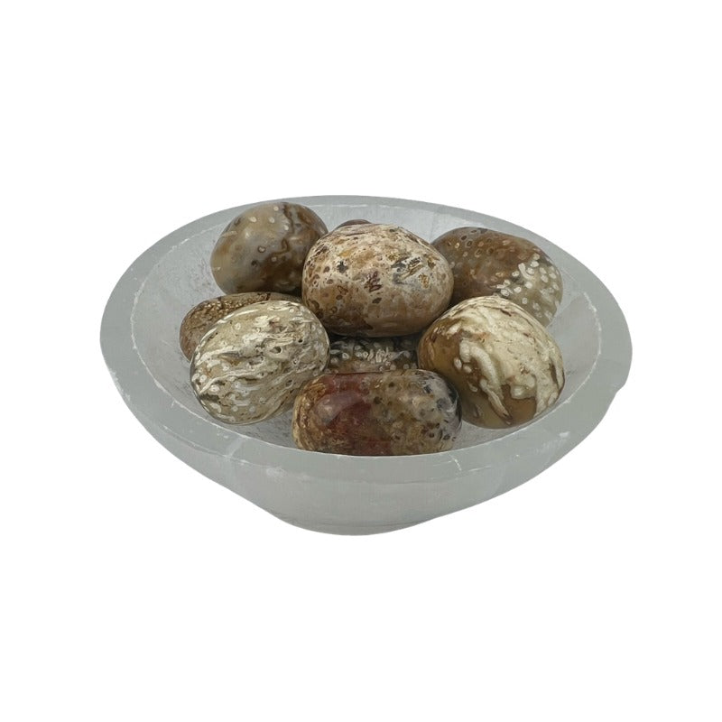 Palm Root Fossil Tumbled Stone - 20-35 mm