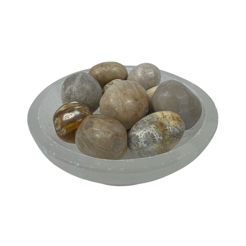 Fossil Coral Tumbled Stone - 20-30 mm