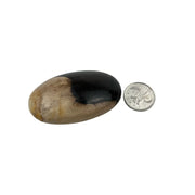Petrified Wood Palm Stone - 2.5-3.0 inch