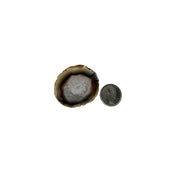 Natural Agate Slice - 1.5-4.0 inch
