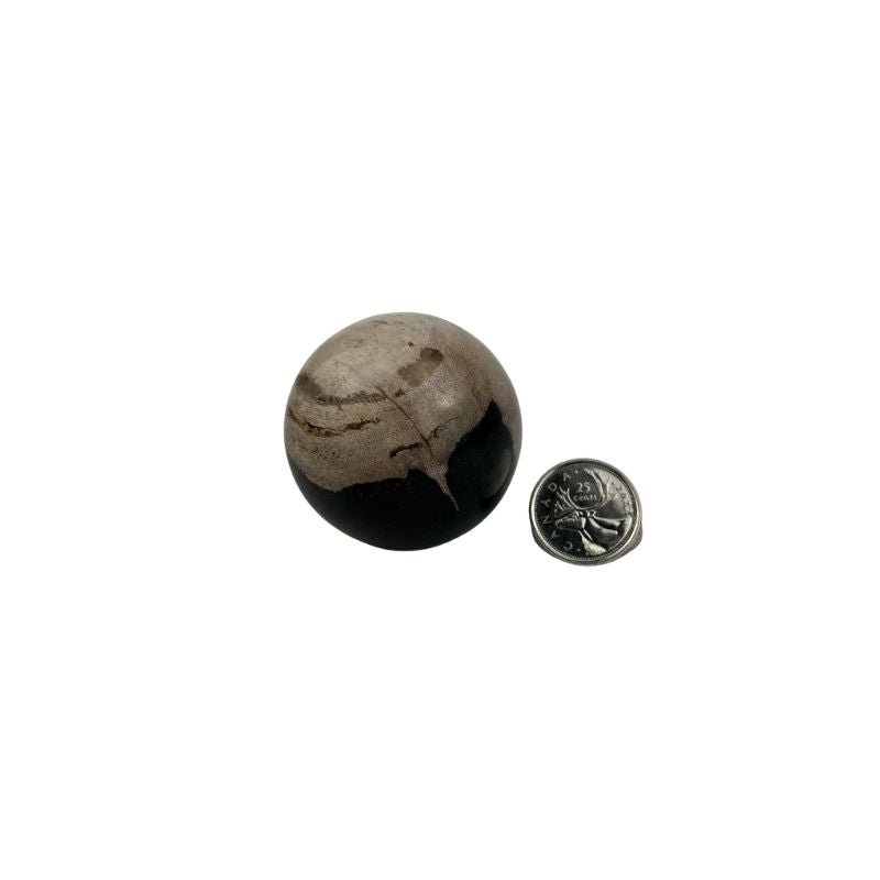 Petrified Wood Sphere - 2.0-2.5 inch