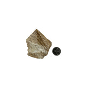 Aragonite Top Polished Point - 2.75-3 inch