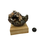 Stilbite Flower on Matrix on Wood Base Specimen - 2.75-4.5 inch