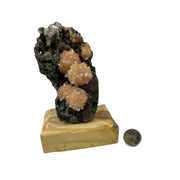 Stilbite Flower on Matrix on Wood Base Specimen - 2.75-4.5 inch