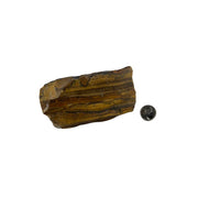 Tiger Eye Polished Slab - 3.75-5.75 inch