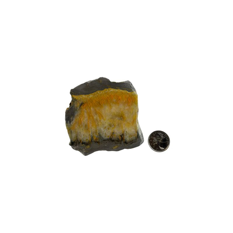 Bumblebee Jasper Slab - 3-6.25 inch