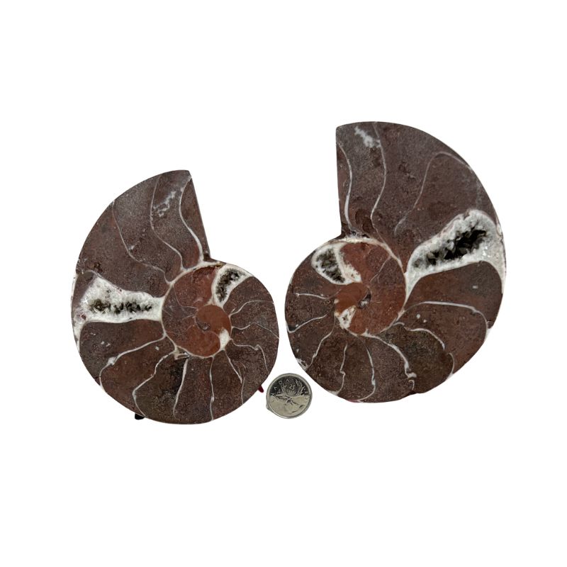 Ammonite Polished Fossil Pair - 2.0-5.25 inch