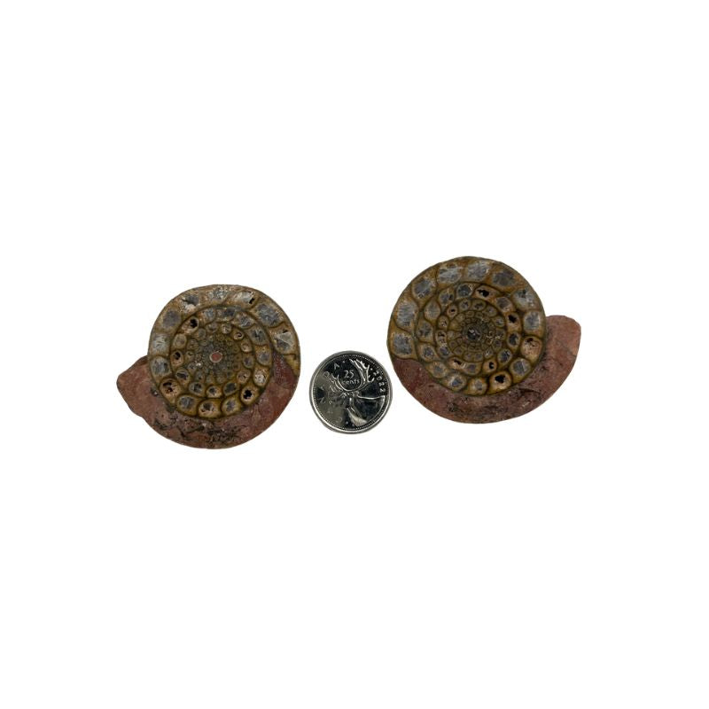 Ammonite Polished Fossil Pair - 2.0-5.25 inch