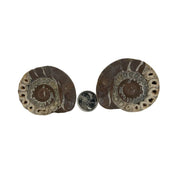 Ammonite Polished Fossil Pair - 2.0-5.25 inch