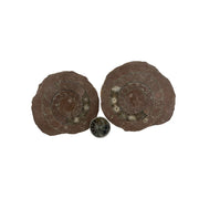 Ammonite Polished Fossil Pair - 2.0-5.25 inch