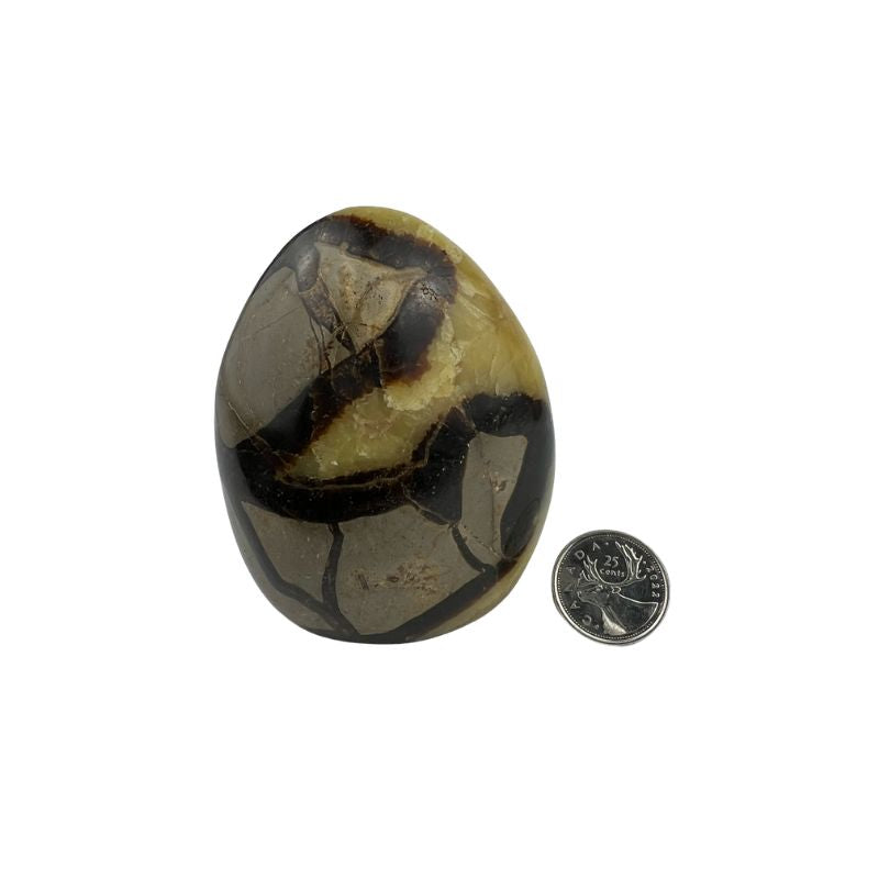 Septarian Freeform - 3.5-4.0 inch