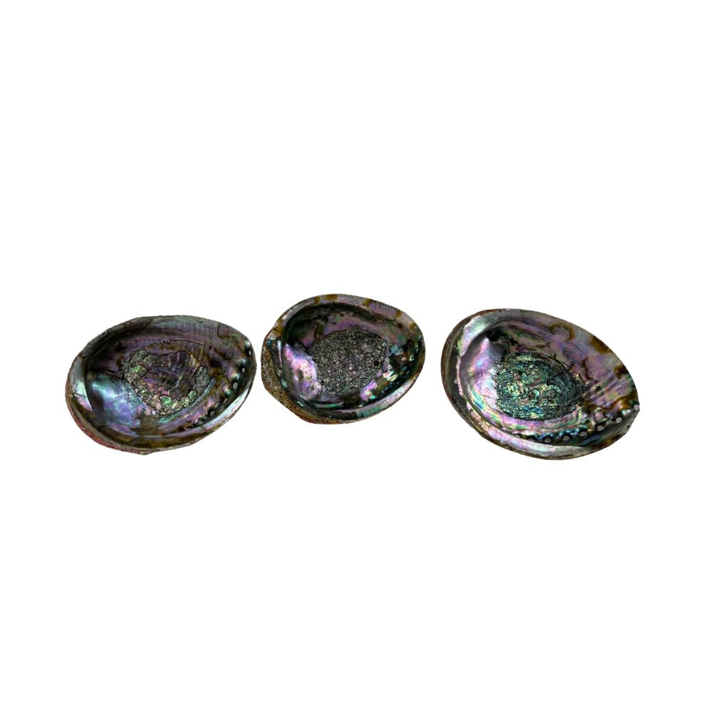 Green Abalone Shell - 5.0-6.0 inch