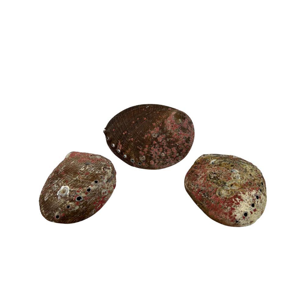 Green Abalone Shell - 5.0-6.0 inch