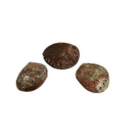 Green Abalone Shell - 5.0-6.0 inch