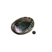 Green Abalone Shell - 5.0-6.0 inch