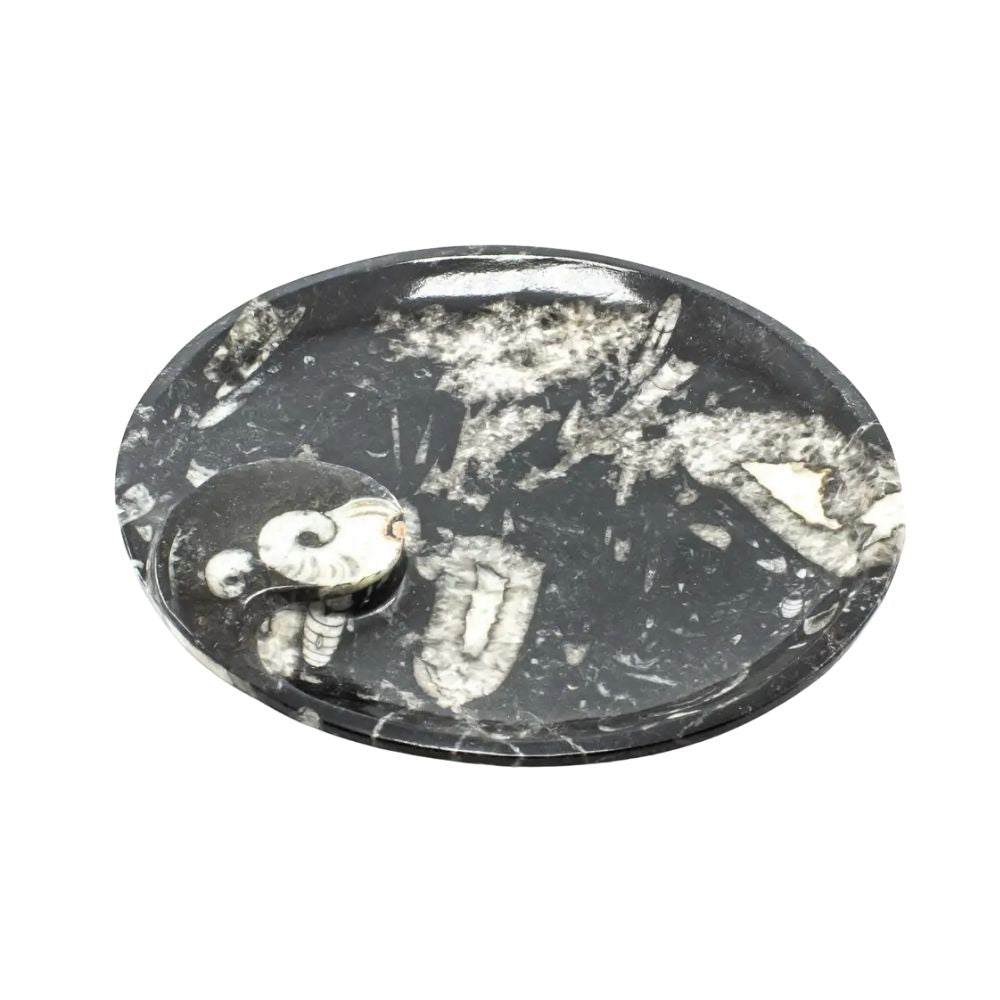 Ammonite Fossil Plate - 7.0-8.0 inch