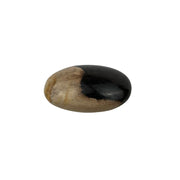 Petrified Wood Palm Stone - 2.5-3.0 inch