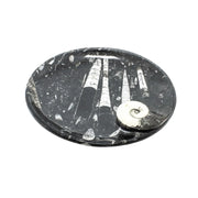 Ammonite Fossil Plate - 7.0-8.0 inch