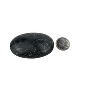 Crinoid Fossil Palm Stone - 2.75-3.0 inch