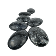 Crinoid Fossil Palm Stone - 2.75-3.0 inch