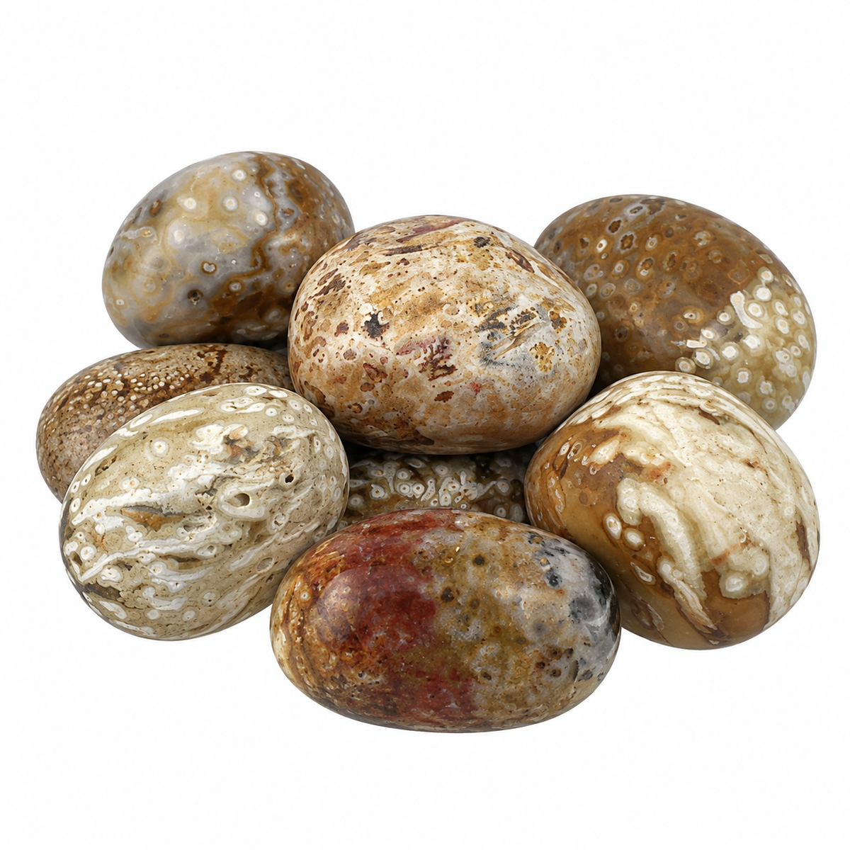 Palm Root Fossil Tumbled Stone - 20-35 mm