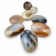 Agate Palm Stone - 1.5-2.75 inch