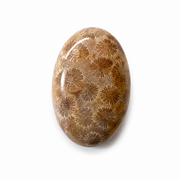 Fossil Coral Worry Stone - 2 inch