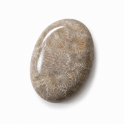 Fossil Coral Worry Stone - 2 inch