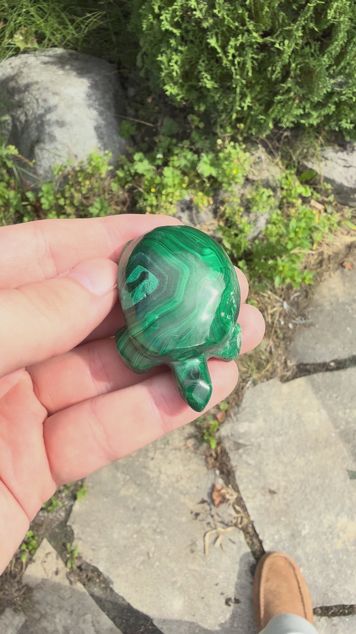 Malachite Turtle